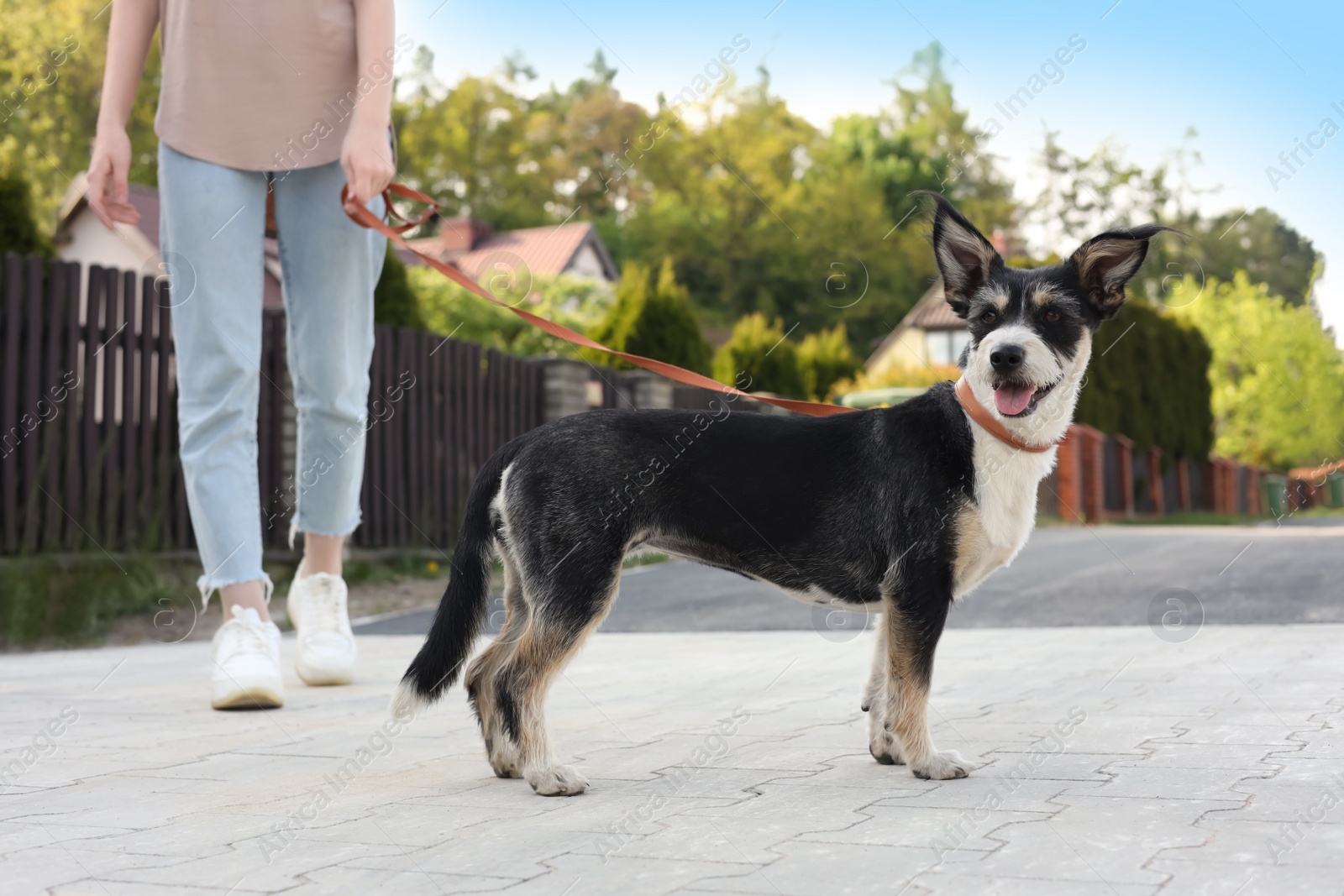 Photo of Woman walking her cute dog on city street, closeup