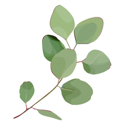 Beautiful twig with green leaves illustration on white background. Stylish design