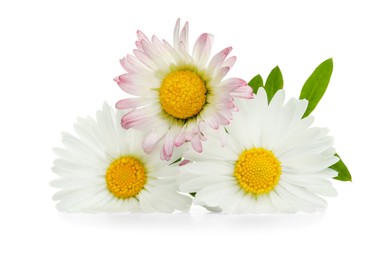 Photo of Beautiful daisy flowers and green leaves on white background