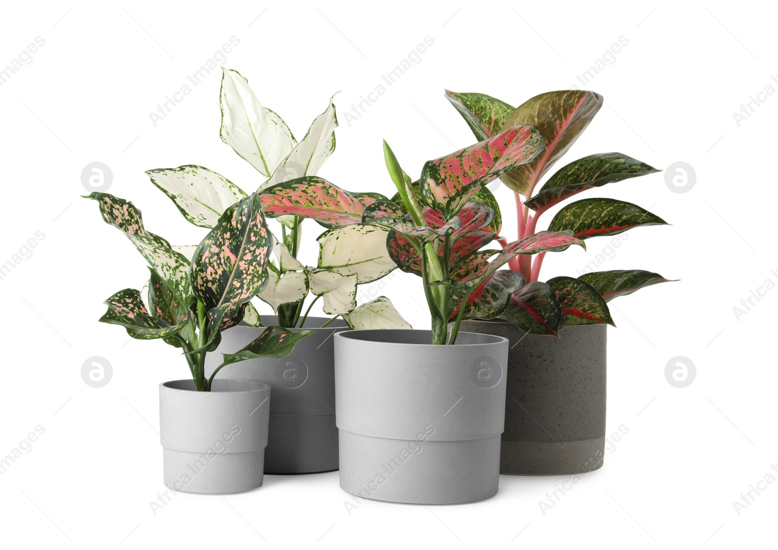 Photo of Beautiful Aglaonema plants in flowerpots isolated on white. House decor