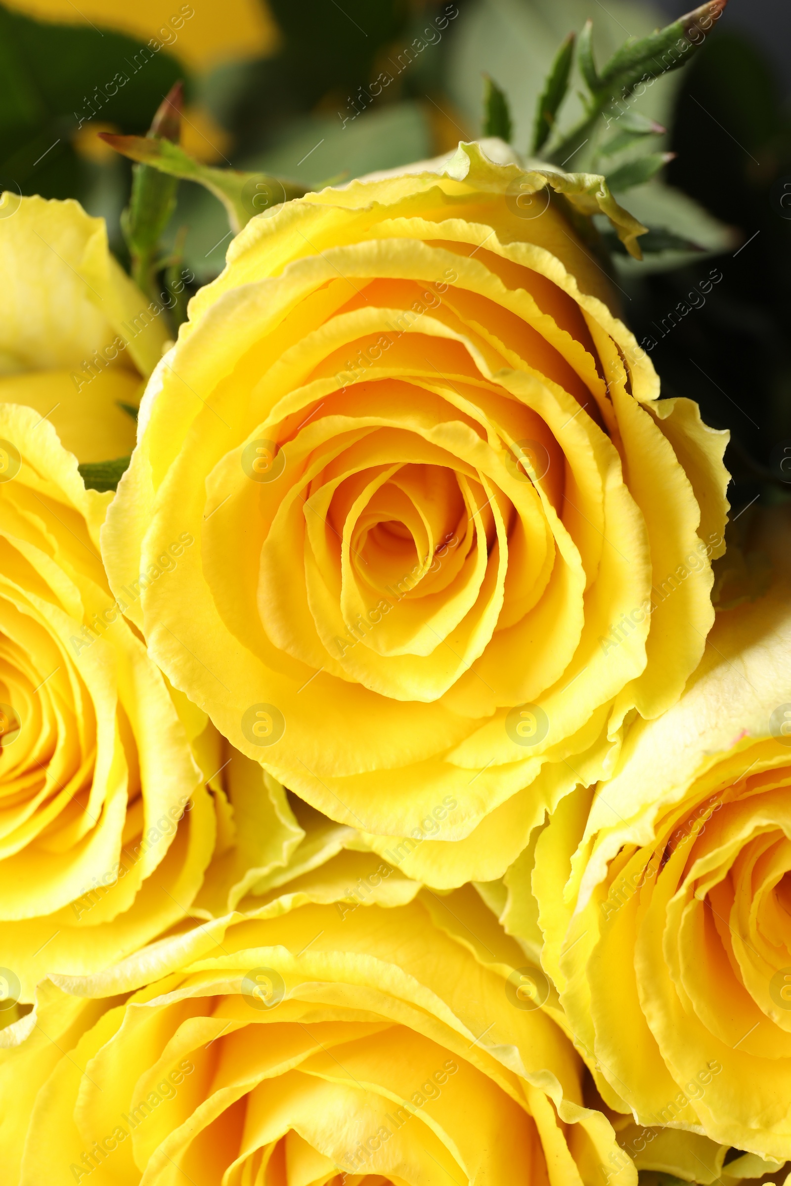 Photo of Beautiful bouquet of yellow roses, closeup view