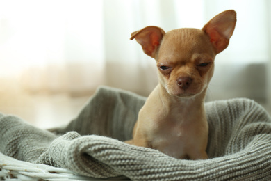 Photo of Cute Chihuahua puppy in basket indoors, space for text. Baby animal