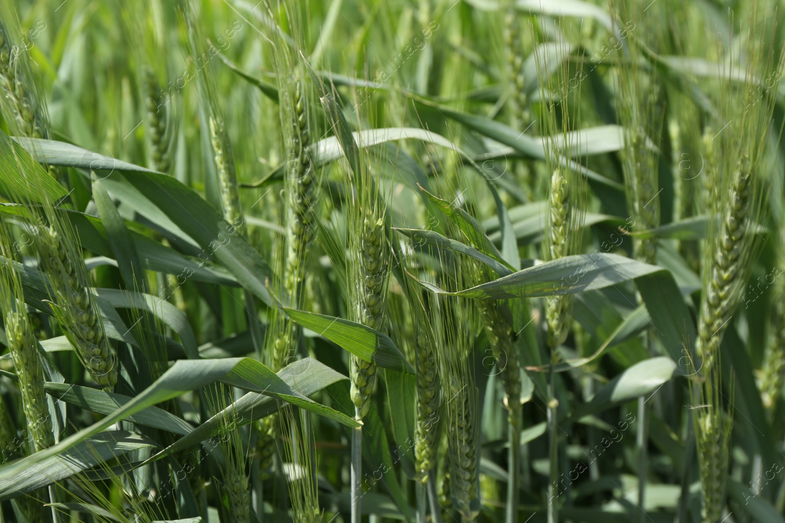 Photo of Ripening wheat with green leaves growing outdoors, closeup