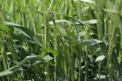 Ripening wheat with green leaves growing outdoors, closeup