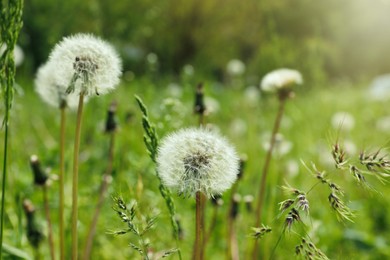 Photo of Beautiful fluffy dandelions growing outdoors, closeup view