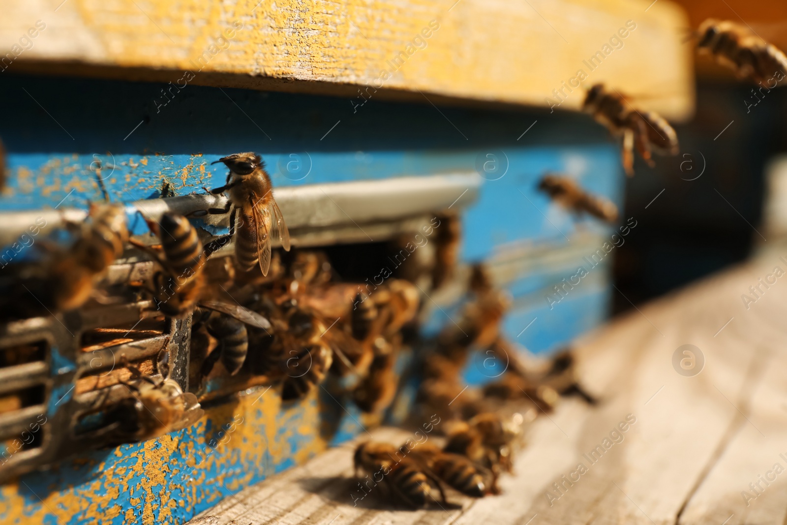 Photo of Closeup view of wooden hive with honey bees on sunny day