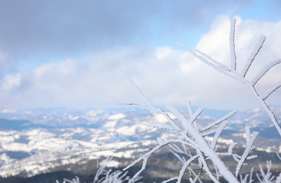 Photo of Closeup view of bush covered with hoarfrost on winter morning