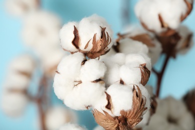 Photo of Fluffy cotton flowers on blurred background, closeup