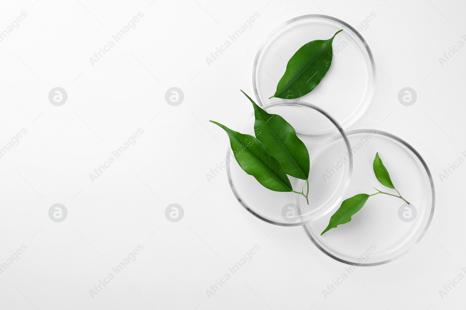 Photo of Petri dishes with green leaves on white background, top view. Space for text