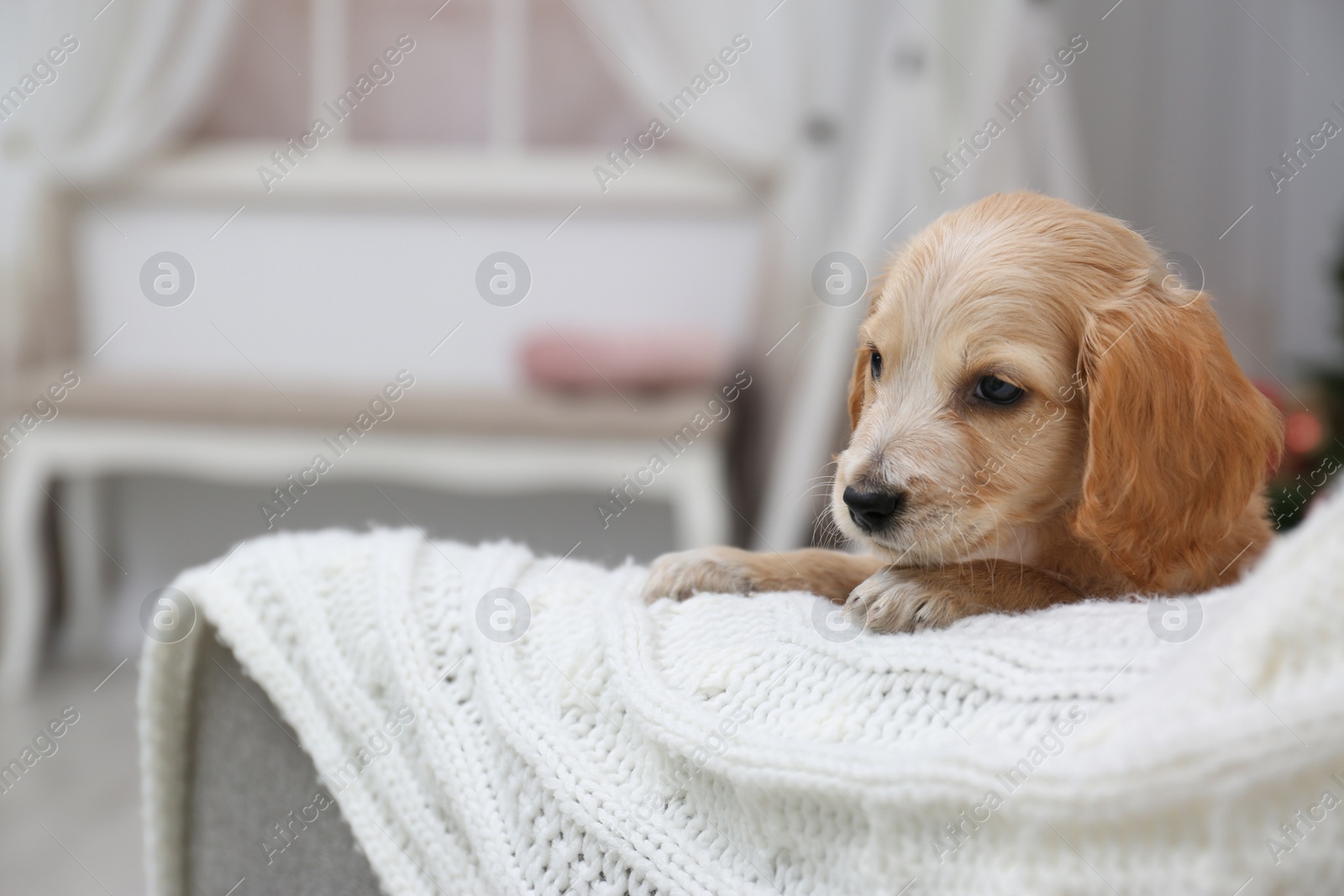 Photo of Cute English Cocker Spaniel puppy on sofa indoors. Space for text