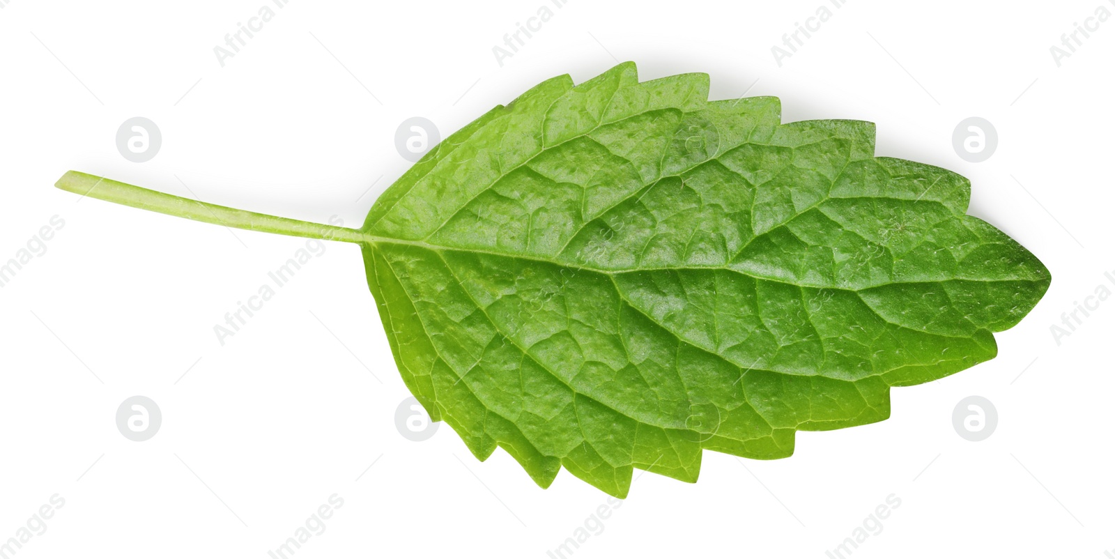 Photo of Fresh lemon balm leaf isolated on white, top view