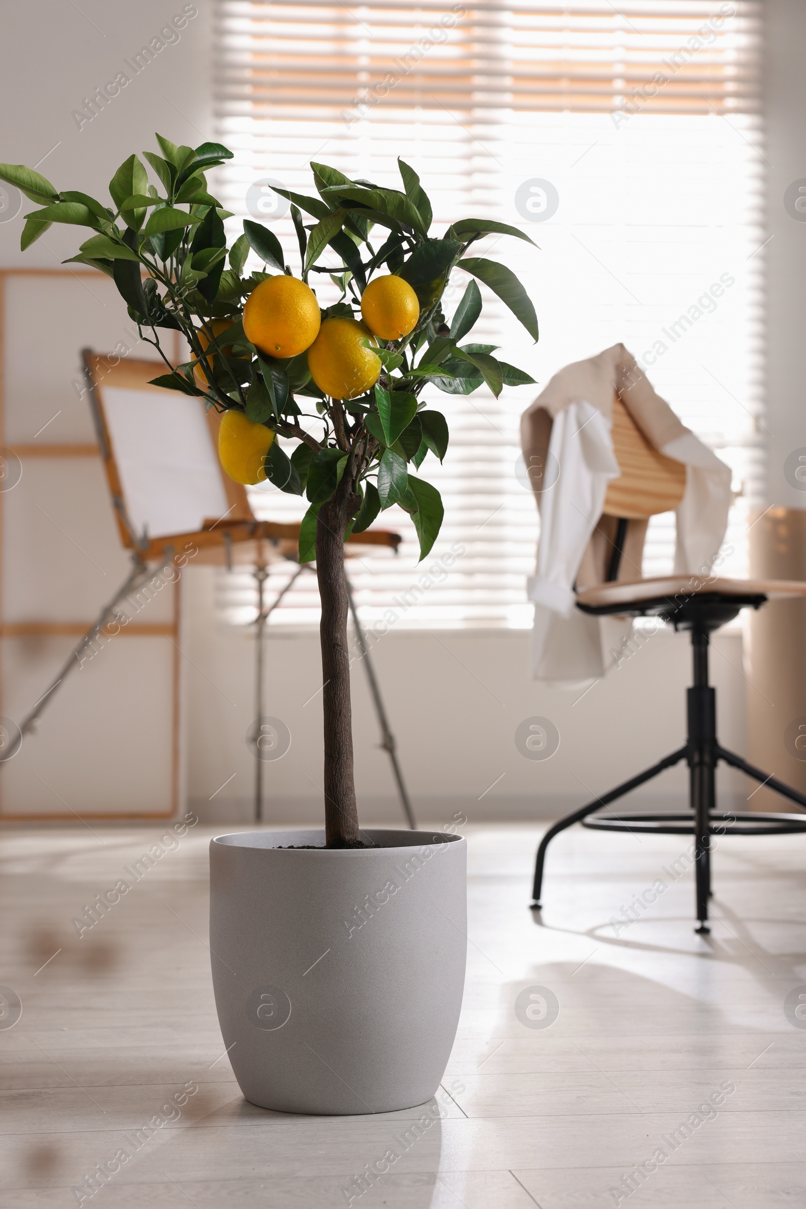 Photo of Idea for minimalist interior design. Small potted lemon tree with fruits indoors
