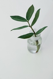 Photo of Bottle with plant on white background. Biological chemistry