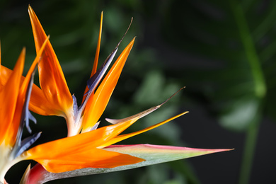 Photo of Bird of Paradise tropical flower on blurred background, closeup