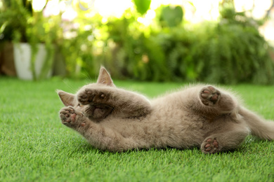 Photo of Scottish straight baby cat playing on green grass