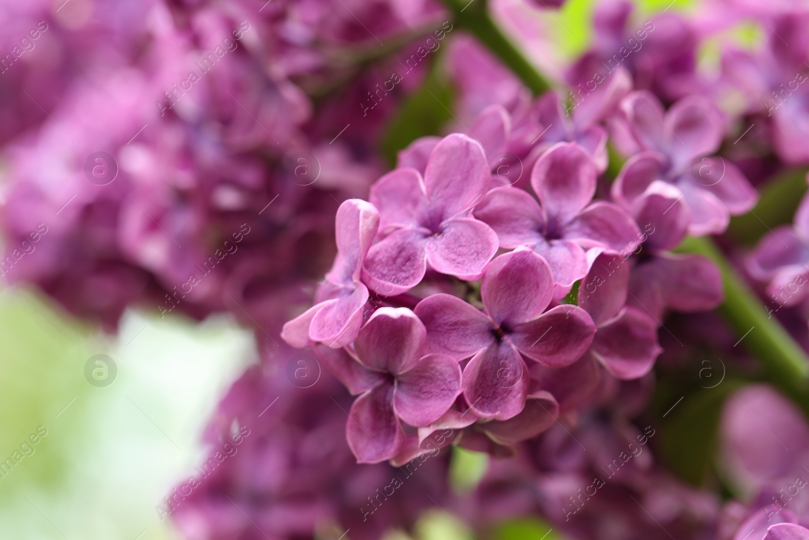 Photo of Beautiful blossoming lilac flowers on blurred background, closeup. Space for text