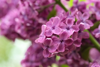 Photo of Beautiful blossoming lilac flowers on blurred background, closeup. Space for text