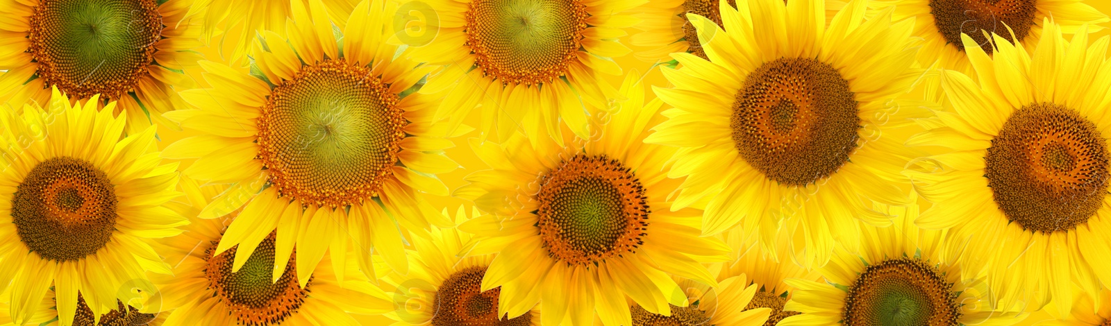 Image of Many bright sunflowers as background. Banner design 