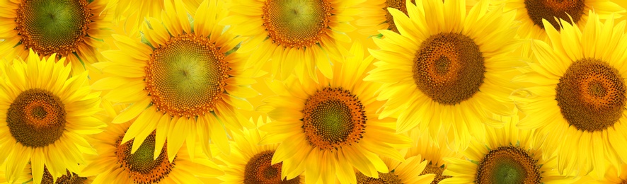 Image of Many bright sunflowers as background. Banner design 