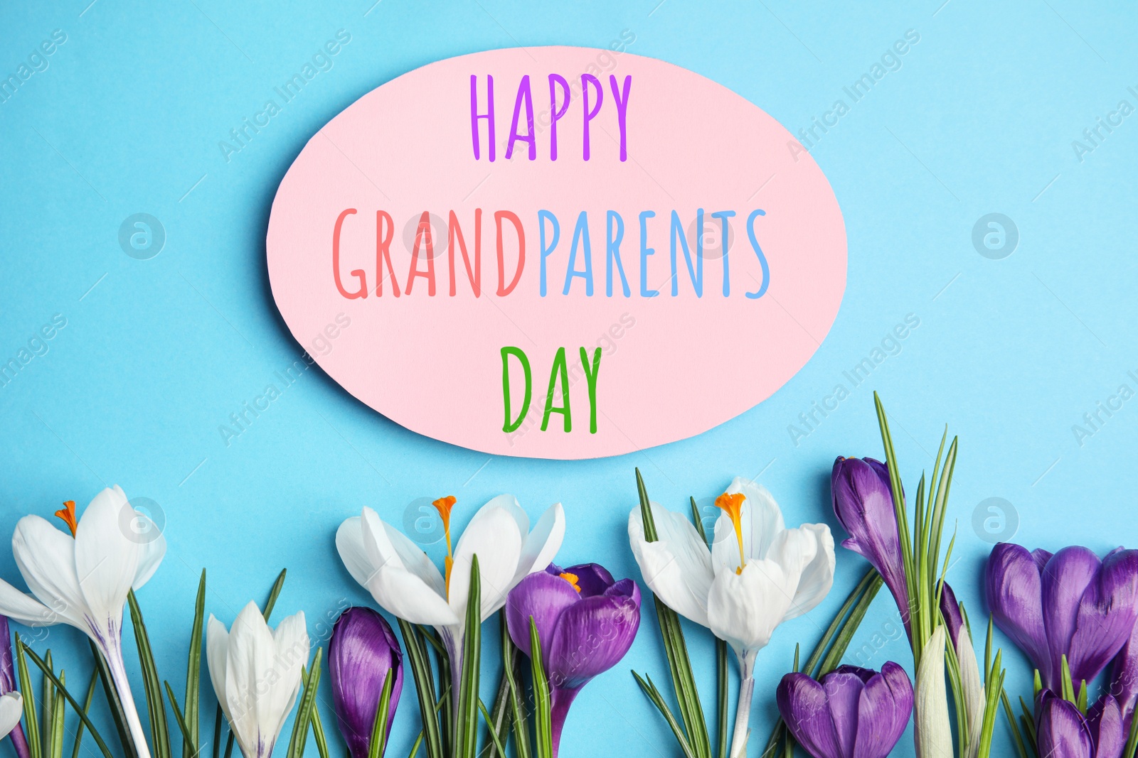 Image of Beautiful spring crocus flowers and phrase HAPPY GRANDPARENTS DAY on blue background, flat lay