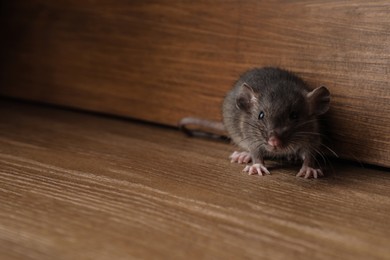 Photo of Small brown rat near wooden wall on floor. Space for text