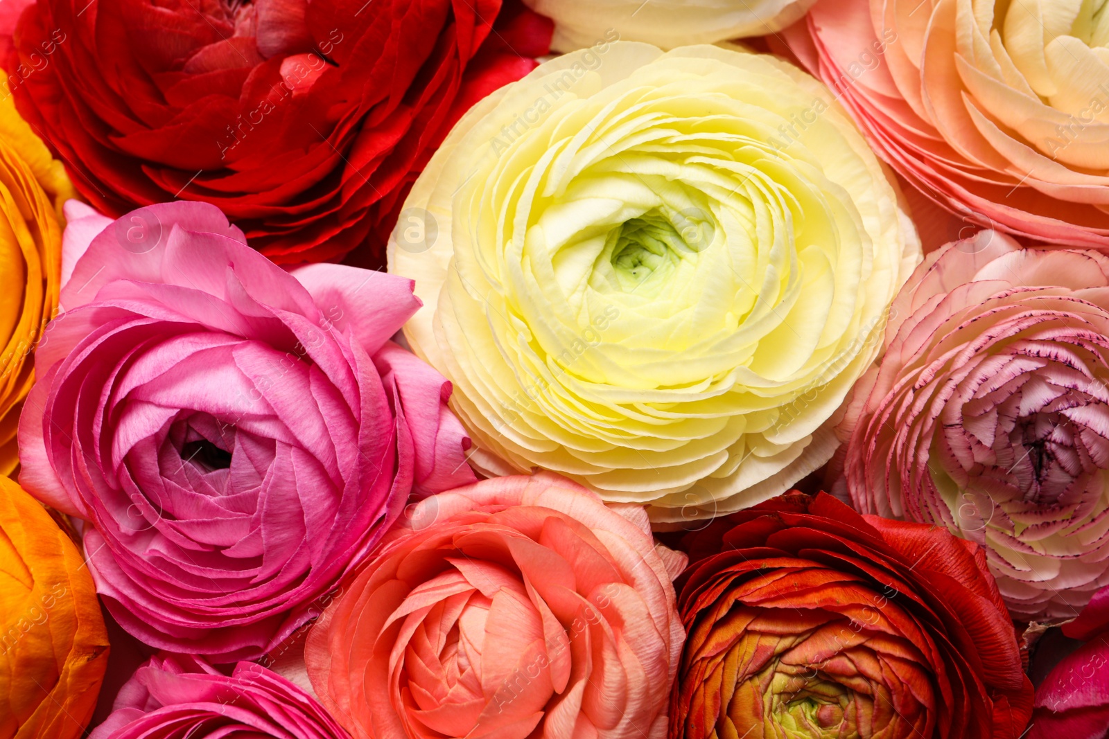 Photo of Bouquet of beautiful ranunculus flowers, closeup view