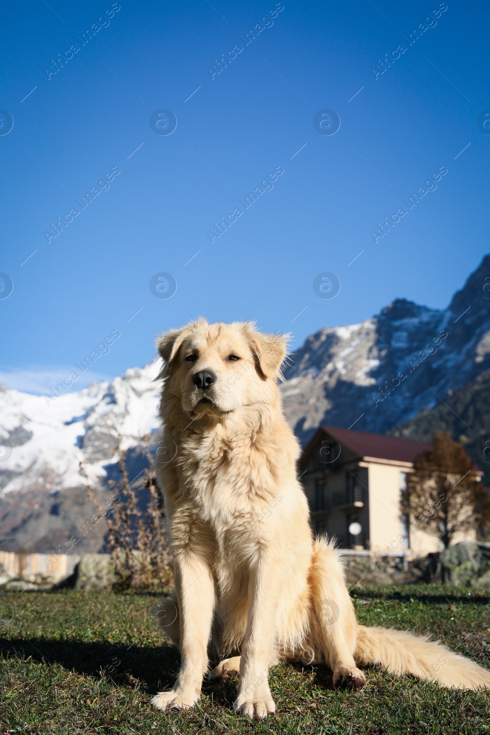 Photo of Adorable dog in mountains on sunny day