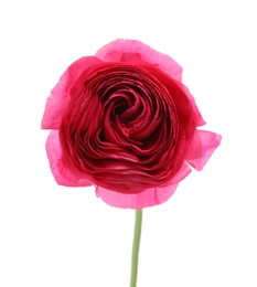 Beautiful spring ranunculus flower isolated on white