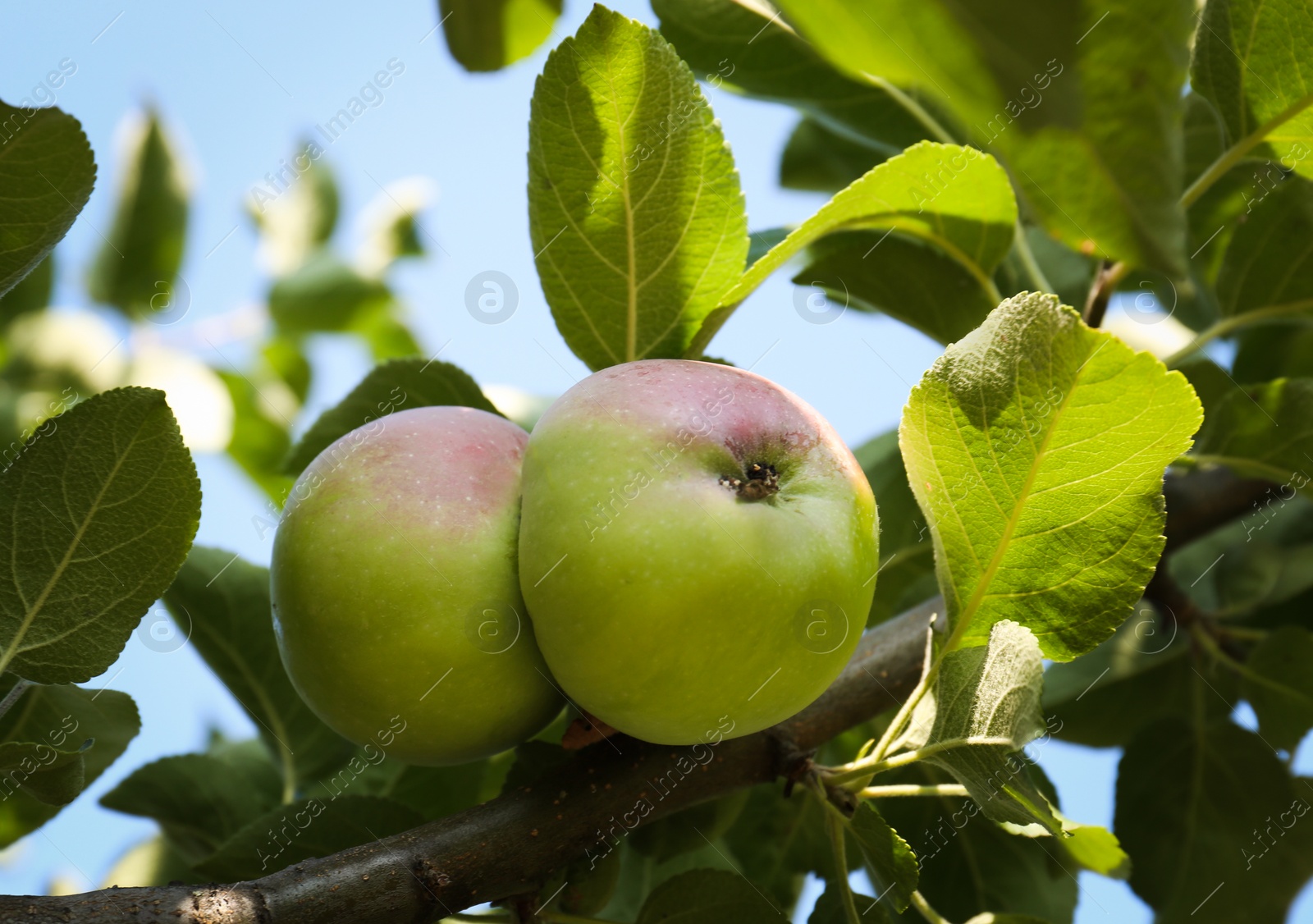 Photo of Apple tree with fresh and ripe fruits on sunny day, closeup