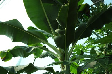 Banana tree with green leaves growing outdoors, bottom view