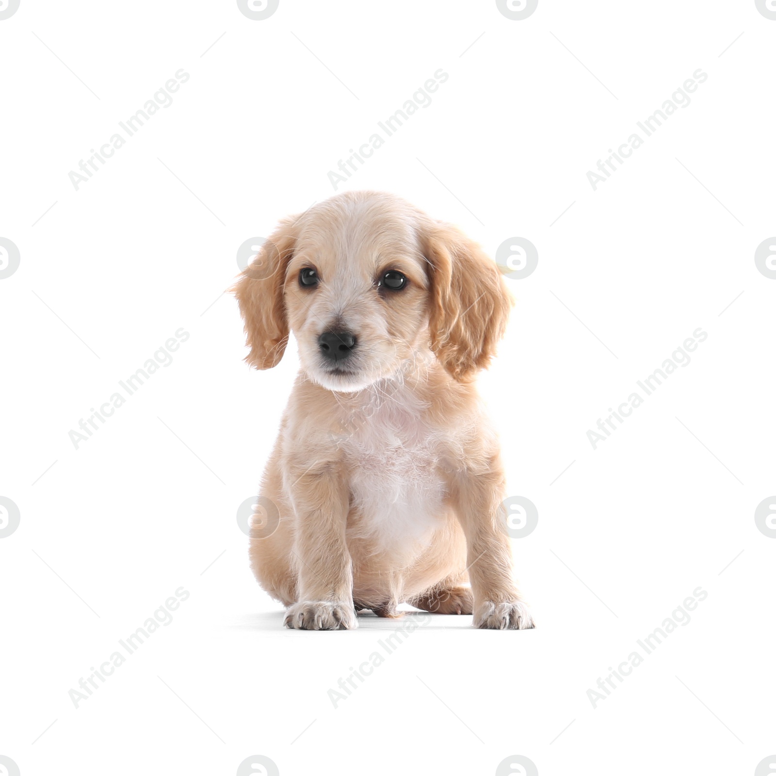 Photo of Cute English Cocker Spaniel puppy on white background