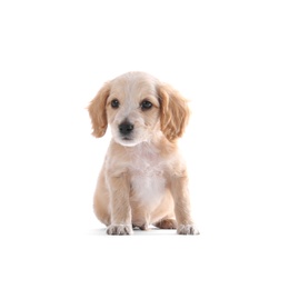 Cute English Cocker Spaniel puppy on white background