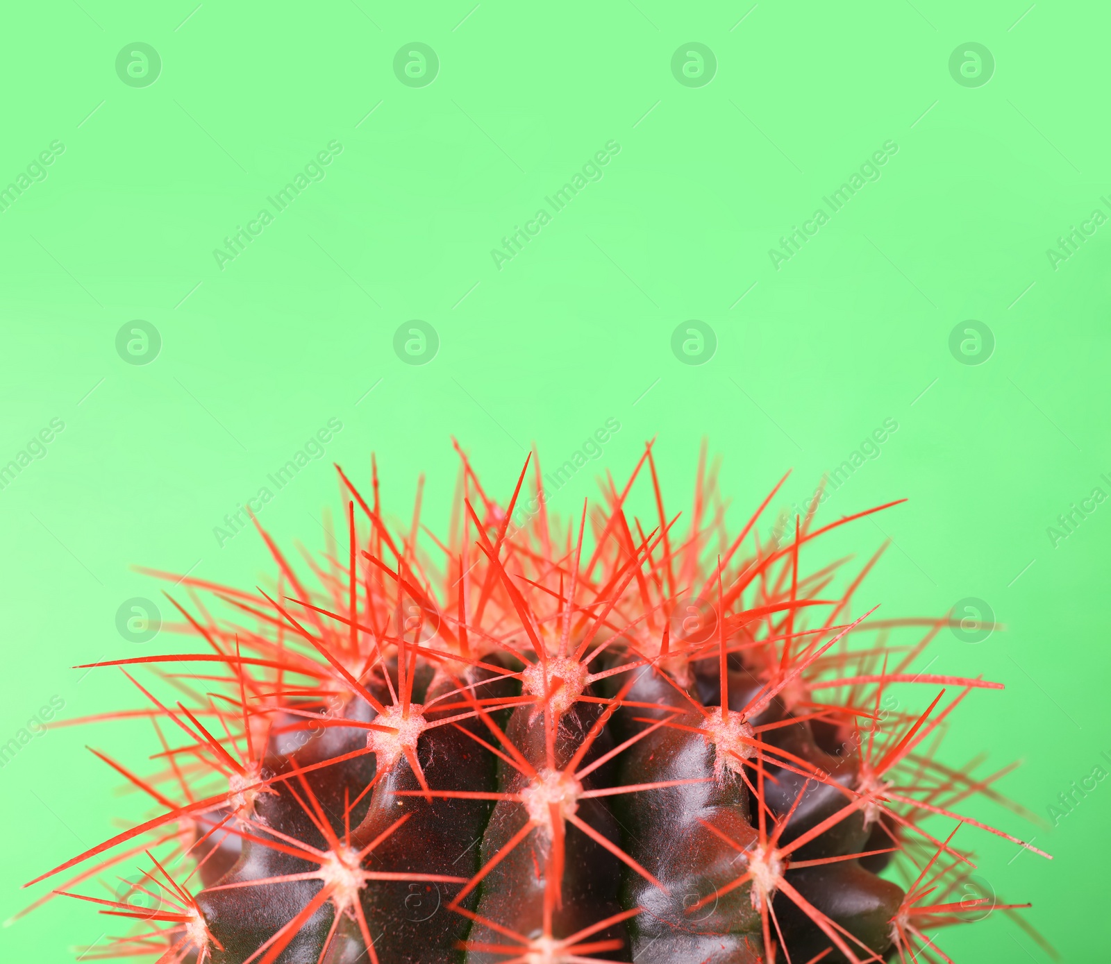 Photo of Beautiful cactus on color background