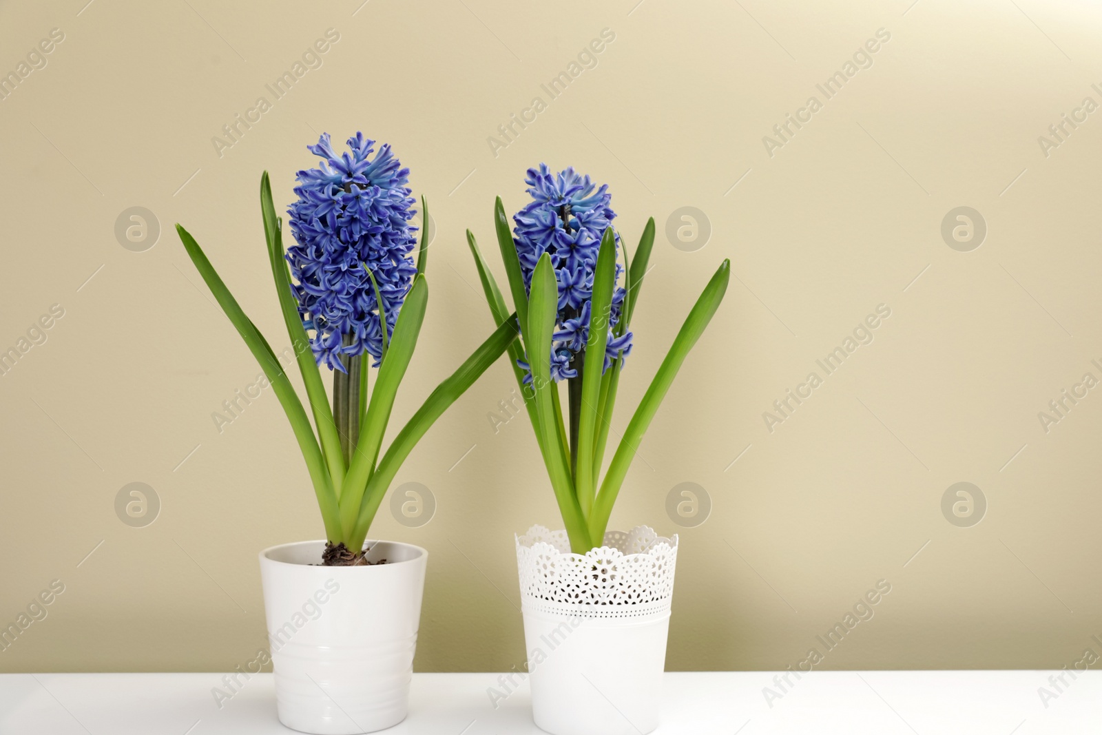 Photo of Beautiful spring hyacinth flowers on table against color background. Space for text