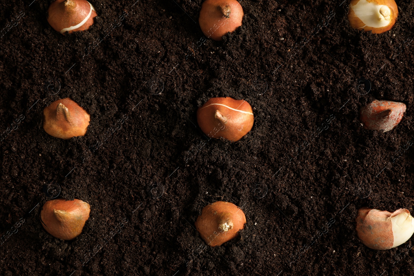 Photo of Many tulip bulbs in soil, flat lay