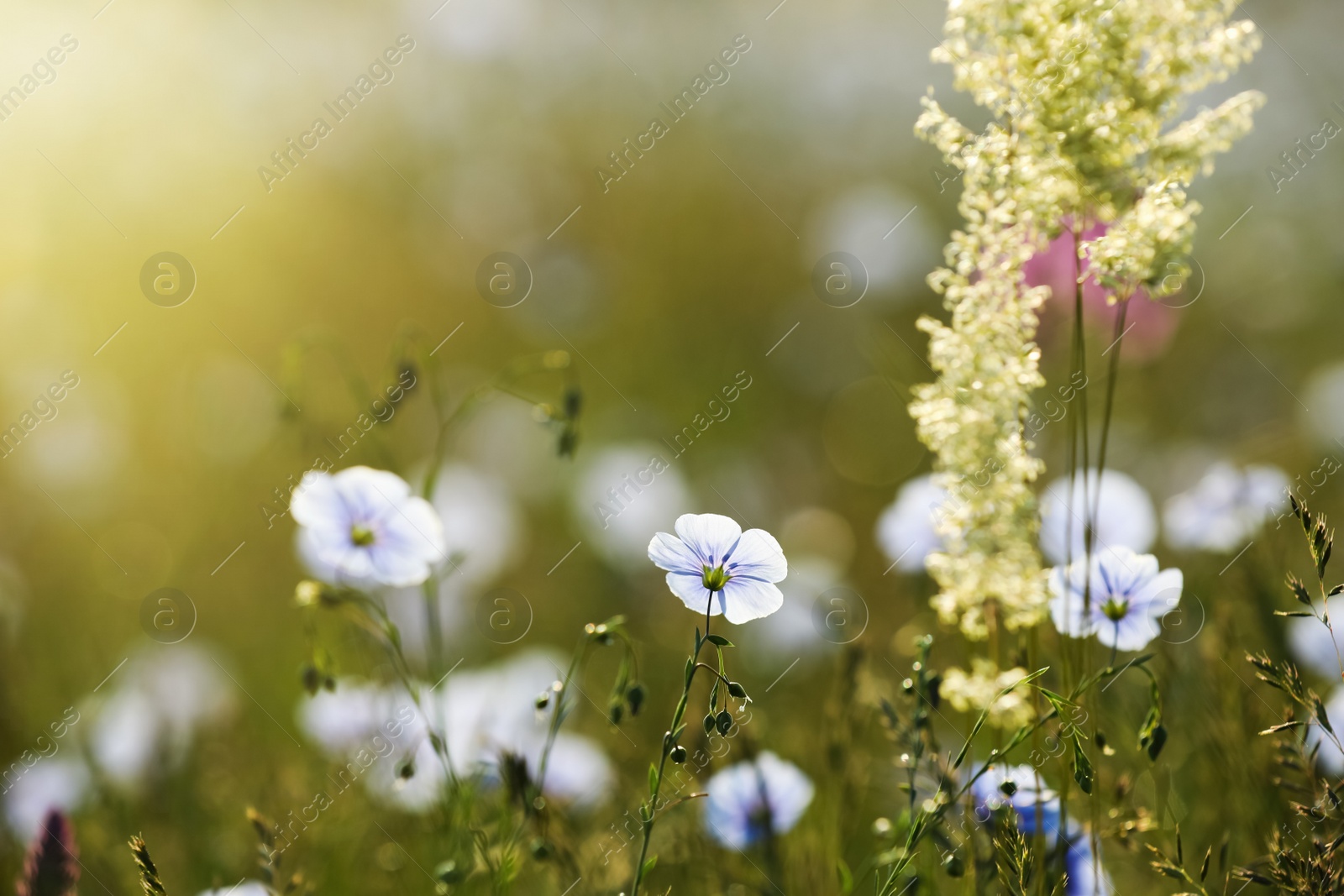 Photo of Many beautiful blooming flax plants in meadow