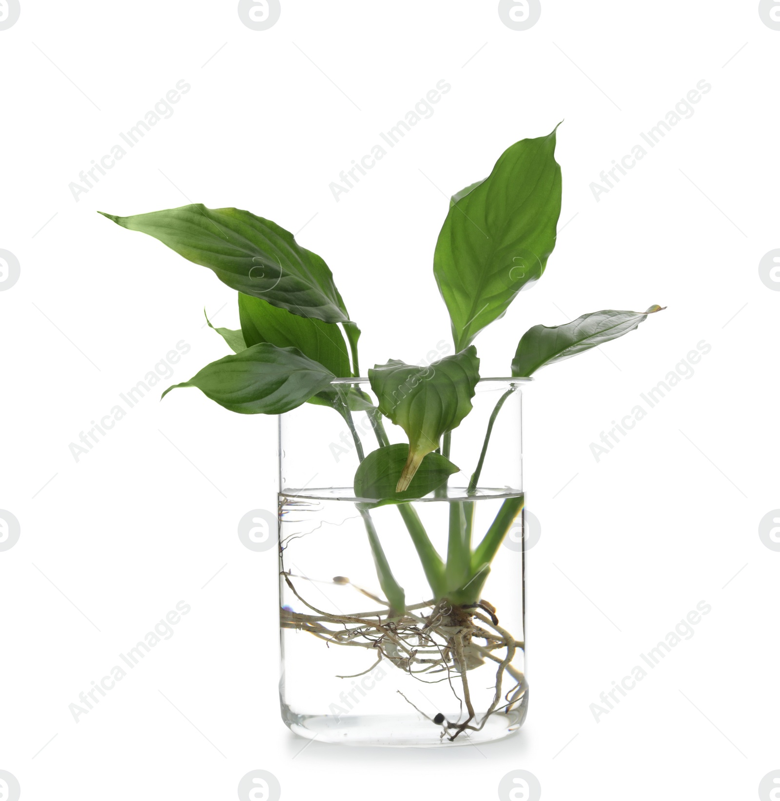 Photo of Beaker with exotic plants isolated on white. Organic chemistry