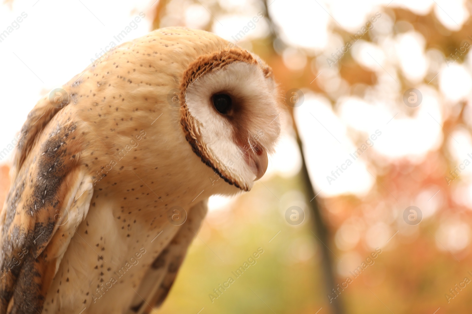 Photo of Beautiful common barn owl outdoors. Bird of prey