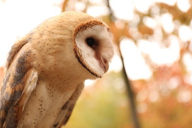 Beautiful common barn owl outdoors. Bird of prey