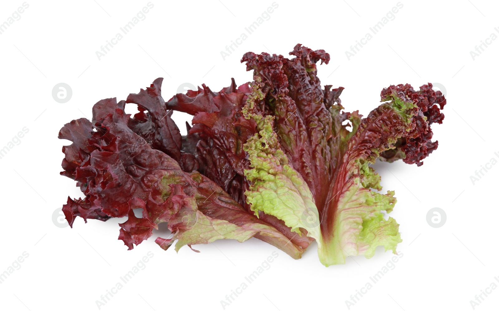 Photo of Leaves of fresh red coral lettuce isolated on white