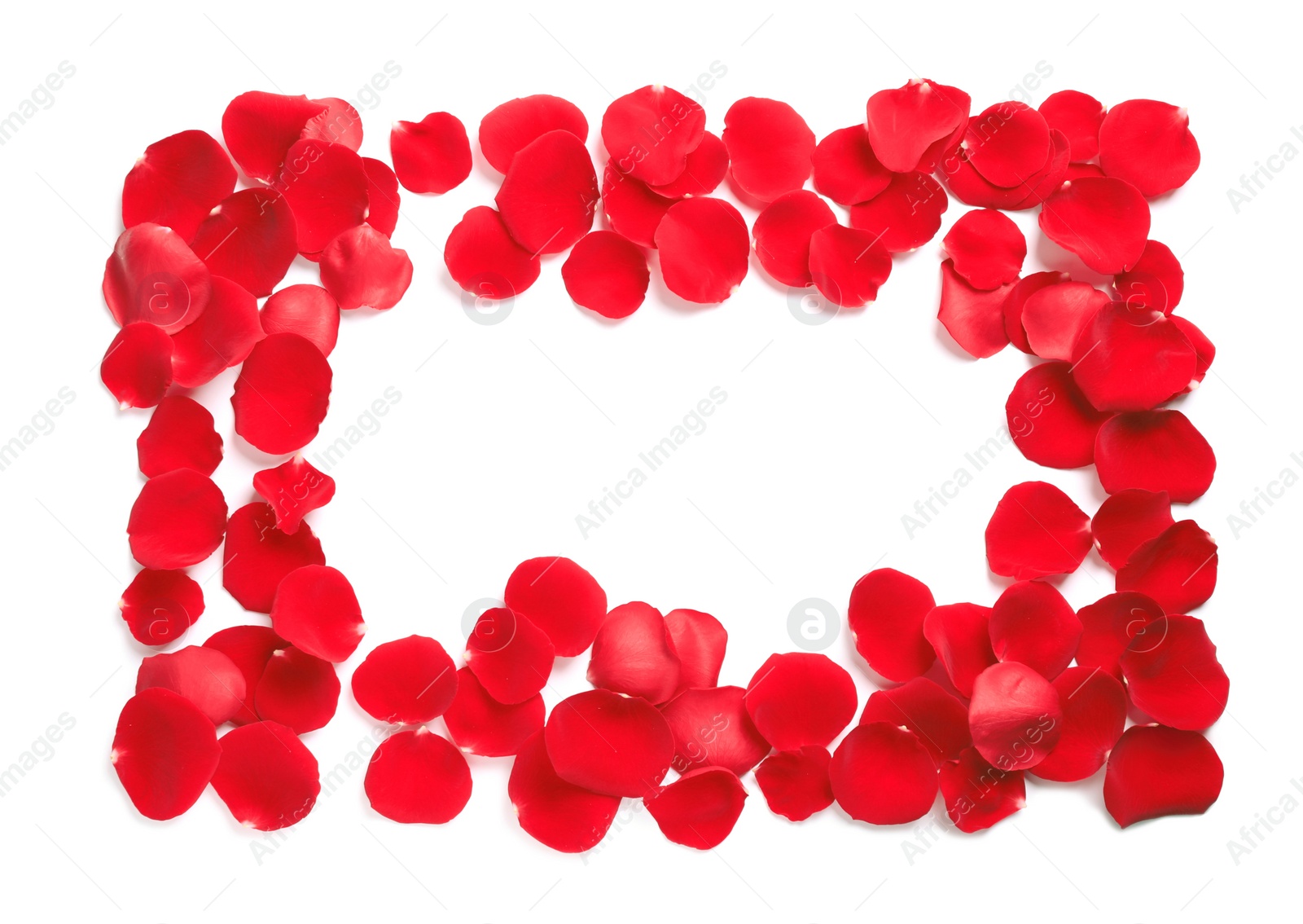 Photo of Frame made of red rose petals on white background, top view