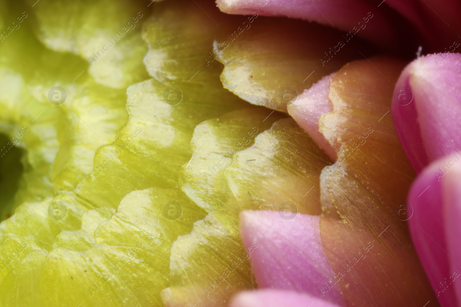 Photo of Beautiful Dahlia flower with pink petals as background, macro view