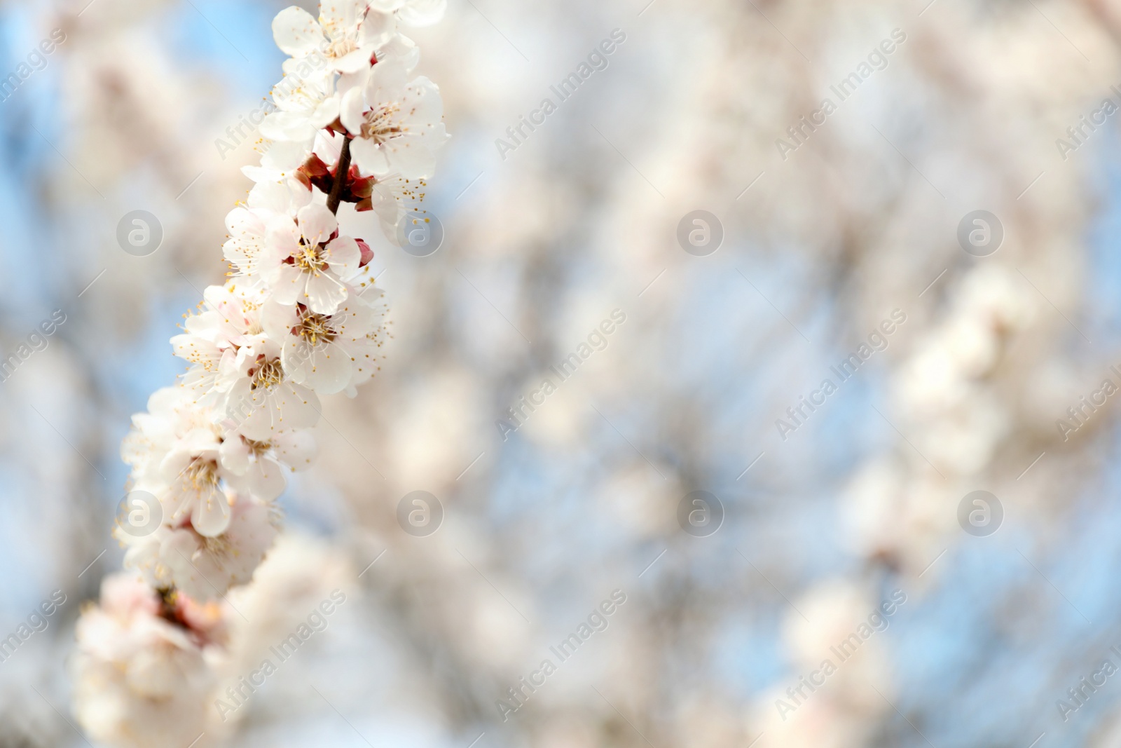 Photo of Beautiful apricot tree branch with tiny tender flowers outdoors, space for text. Awesome spring blossom