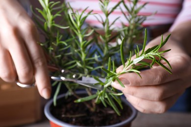 Photo of Woman cutting rosemary at table, closeup view