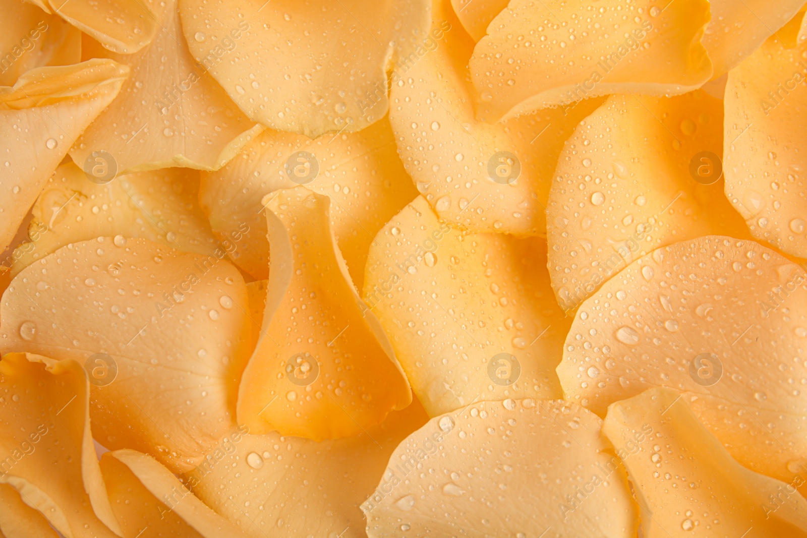 Photo of Pile of fresh yellow rose petals with water drops as background, top view