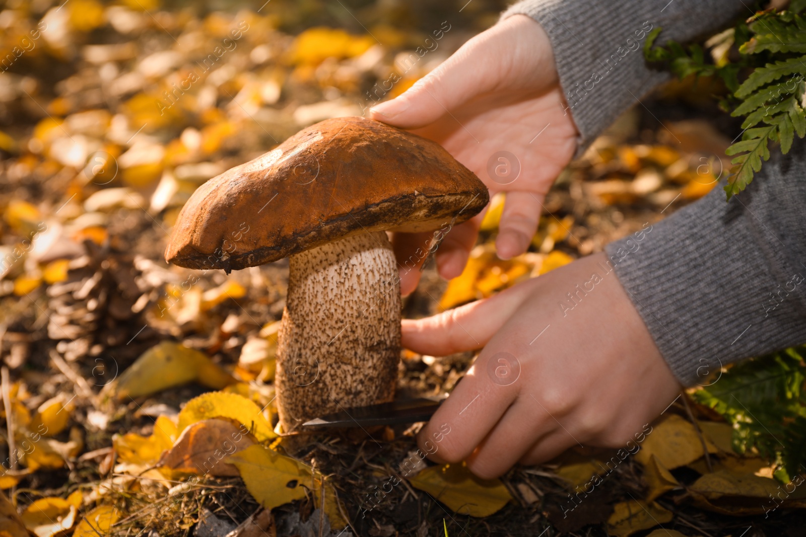 Photo of Woman with knife cutting fresh wild mushroom in forest, closeup