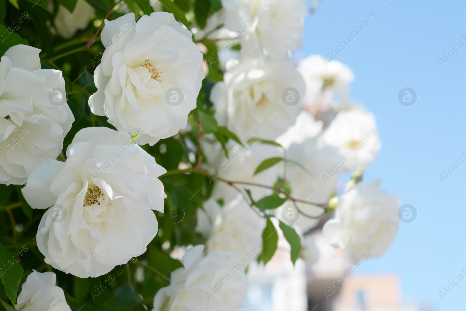 Photo of Beautiful blooming rose bush outdoors, closeup view