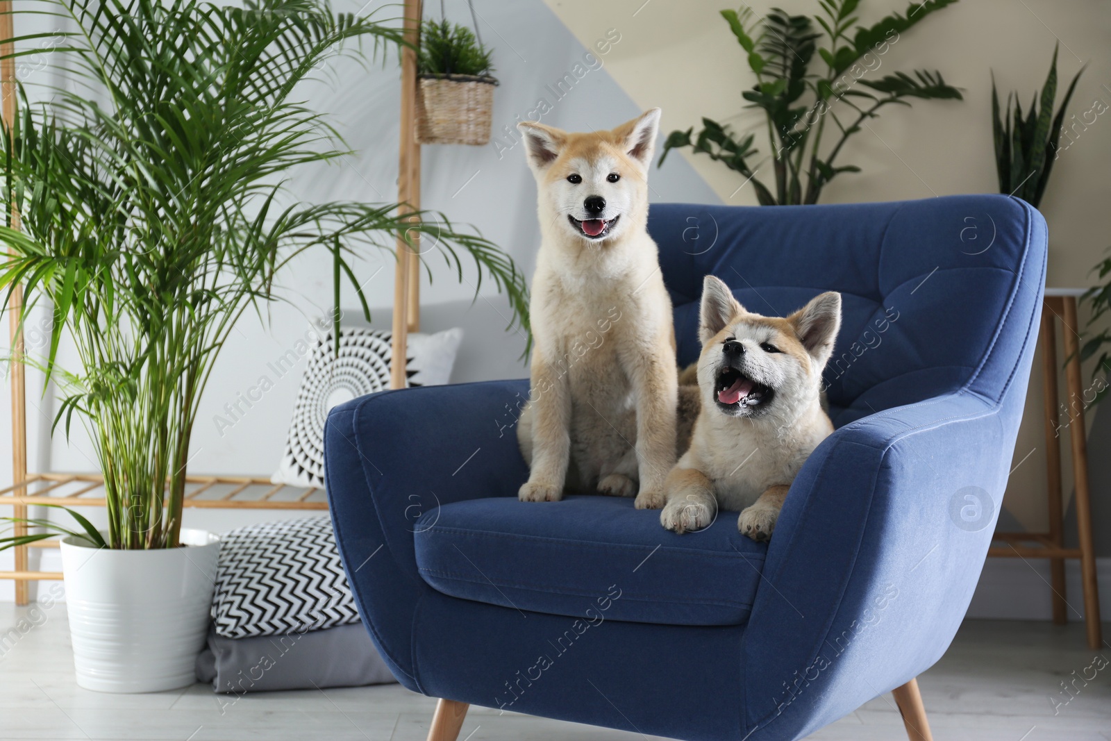 Photo of Cute Akita Inu dogs on armchair in room with houseplants