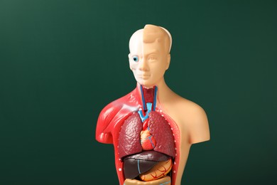 Photo of Human anatomy mannequin showing internal organs on green background