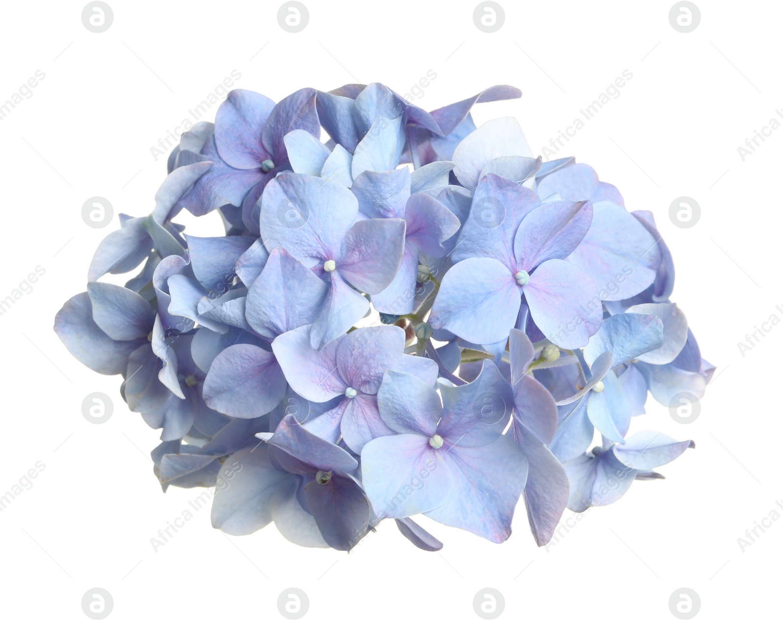 Photo of Beautiful light blue hortensia flower isolated on white